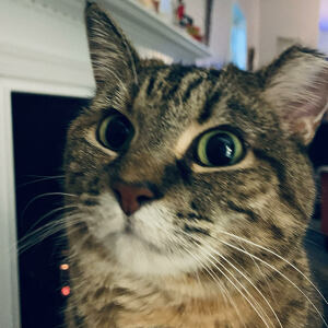 Fundraising Page: Lisa Longerich